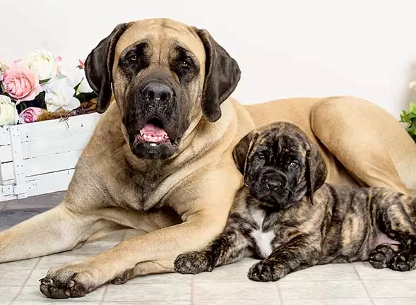 Mastiff Amerika (20 foto): Deskripsi jenis, fitur anjing 23030_19