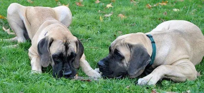 Mastiff Amerika (20 foto): Deskripsi jenis, fitur anjing 23030_20