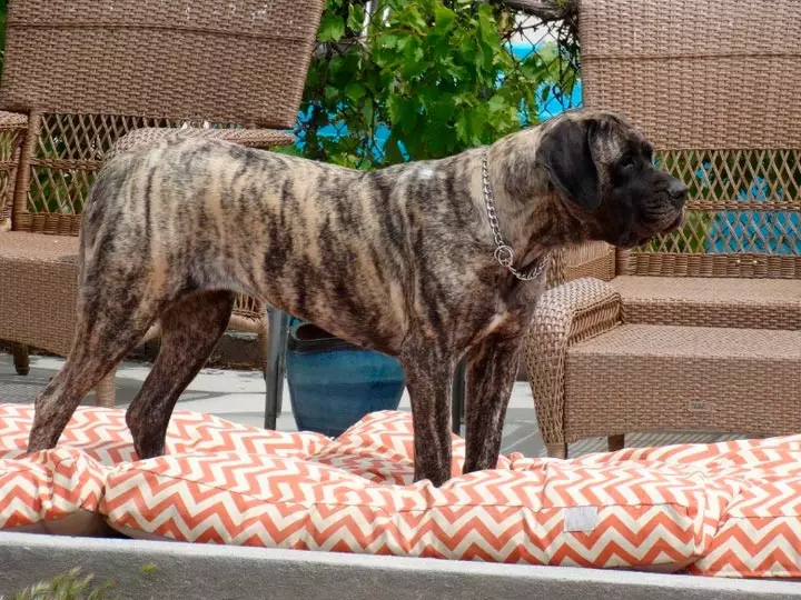 American Mastiff (20 bilder): Beskrivelse av rasen, funksjonene til hunder 23030_6