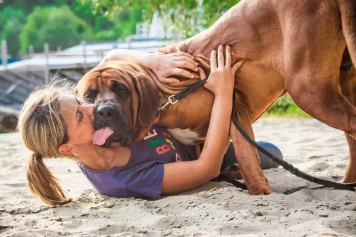 Tosa Inu (37 foto's): Beskrywing van die Japannese Mastiff. Hoe om 'n vegter hond hondjie te kies? 23032_12