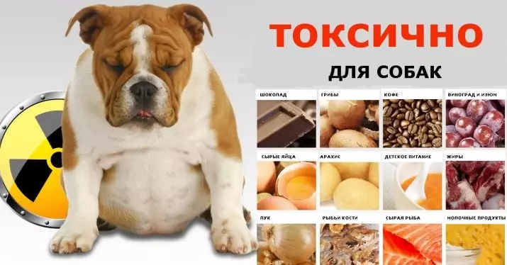 Tosa Inu (37 فوٹو): نسل کی وضاحت جاپانی ماسف. لڑاکا کتے کتے کا انتخاب کیسے کریں؟ 23032_28
