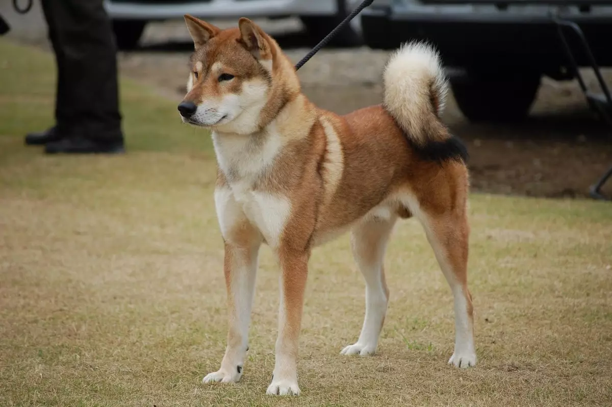 Tosa Inu (37 photos): Description de la race Mastiff japonaise. Comment choisir un chiot de chien de chasse? 23032_3