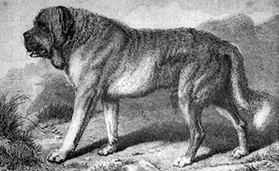 Pyrenean Mastiff (27 ፎቶዎች): ዝርያ መግለጫ, መመገብ እና እንክብካቤ 23033_3