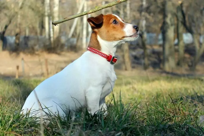Jack Russell terrier (66 Poto): Katerangan ngeunaan breed, fitur sipat anjing-budak lalaki sareng budak lalaki. Ukuran sareng warna anak anjing. Ulasan kapamilikan 23037_10