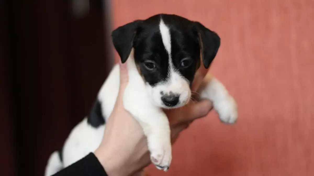 Jack Russell Terrier (66 fotos): Descripció de la raça, característiques de la naturalesa dels gossos-nenes i nens. Mides i colors dels cadells. Revisions de propietat 23037_11