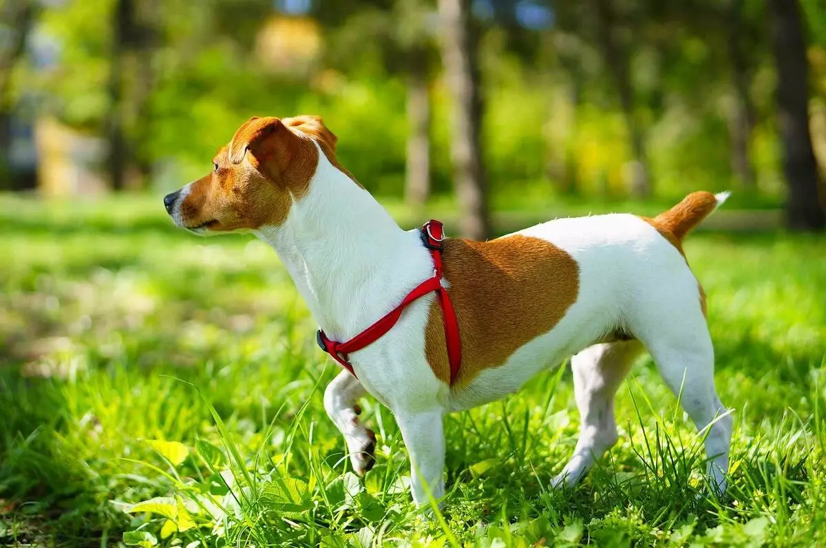 Jack Russell Terrier (66 fotot): tõu kirjeldus, koerte olemuse iseloomud ja poisid. Kutsikate suurused ja värvid. Omandiülevaade 23037_12