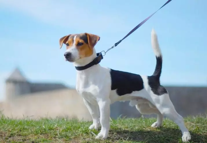 Jack Russell Terrier (66 fotos): Descrición da raza, características da natureza dos cans-nenas e nenos. Tamaños e cores de cachorros. Revisións de propiedade 23037_13