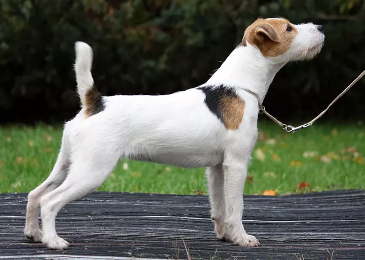 Jack Russell Terrier (66 រូបថត): ការពិពណ៌នាអំពីពូជលក្ខណៈពិសេសនៃធម្មជាតិរបស់សត្វឆ្កែ - ក្មេងស្រីនិងក្មេងប្រុស។ ទំហំនិងពណ៌របស់កូនឆ្កែ។ ការពិនិត្យភាពជាម្ចាស់ 23037_14