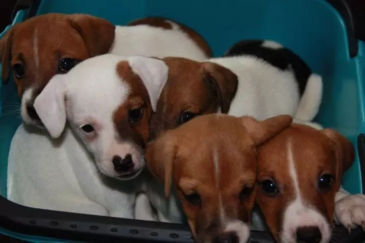 Jack Russell Terrier (66 foto): Descrizione della razza, caratteristiche della natura dei cani-ragazze e ragazzi. Taglie e colori dei cuccioli. Recensioni della proprietà 23037_16