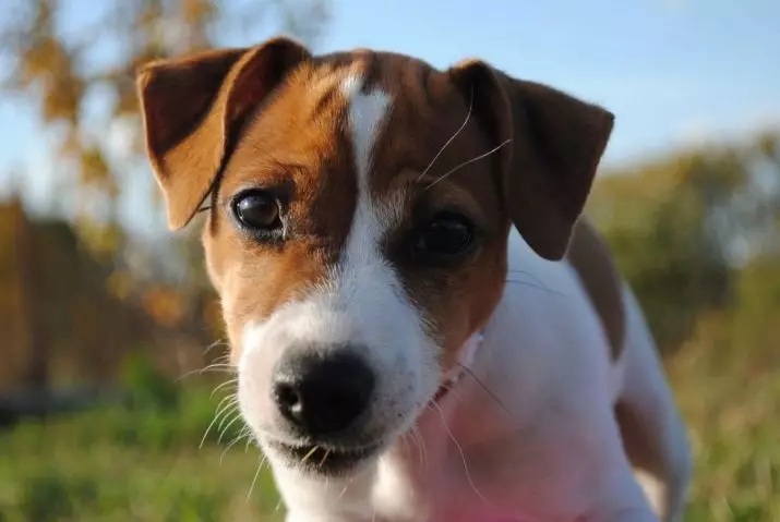 Jack Russell Terrier (66 ຮູບພາບ): ລາຍລະອຽດຂອງສາຍພັນ, ຄຸນລັກສະນະຂອງລັກສະນະຂອງເດັກຍິງແລະເດັກຊາຍ. ຂະຫນາດແລະສີຂອງຫມານ້ອຍ. ການທົບທວນຄືນເປັນເຈົ້າຂອງ 23037_18