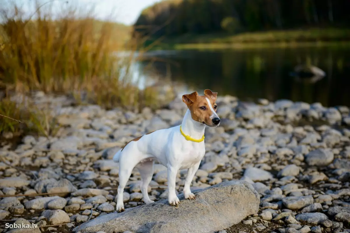 Jack Russell Terrier (66 foto): Përshkrimi i racës, tiparet e natyrës së qenve dhe djemve. Madhësitë dhe ngjyrat e puppies. Shqyrtimet e pronësisë 23037_2