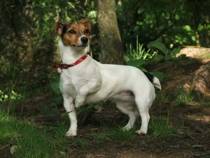 Jack Russell Terrier (66 fotos): Descripció de la raça, característiques de la naturalesa dels gossos-nenes i nens. Mides i colors dels cadells. Revisions de propietat 23037_20