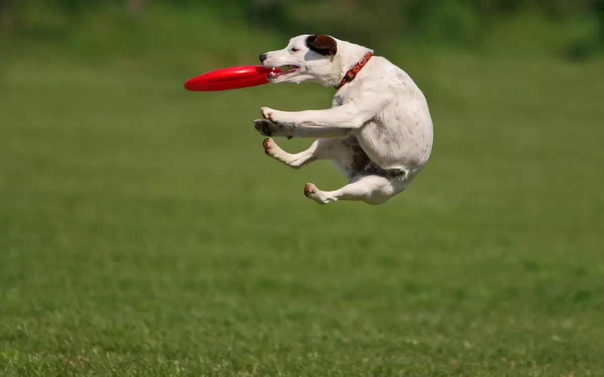Jack Russell Terrier (66 fotografii): Descrierea rasei, caracteristici ale naturii câinilor-fete și băieți. Dimensiuni și culori ale catelusilor. Recenzii de proprietate 23037_24