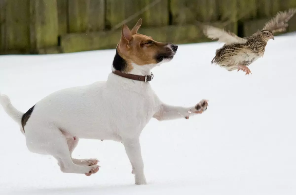 Jack Russell Terrier (66 fotos): Descrición da raza, características da natureza dos cans-nenas e nenos. Tamaños e cores de cachorros. Revisións de propiedade 23037_3