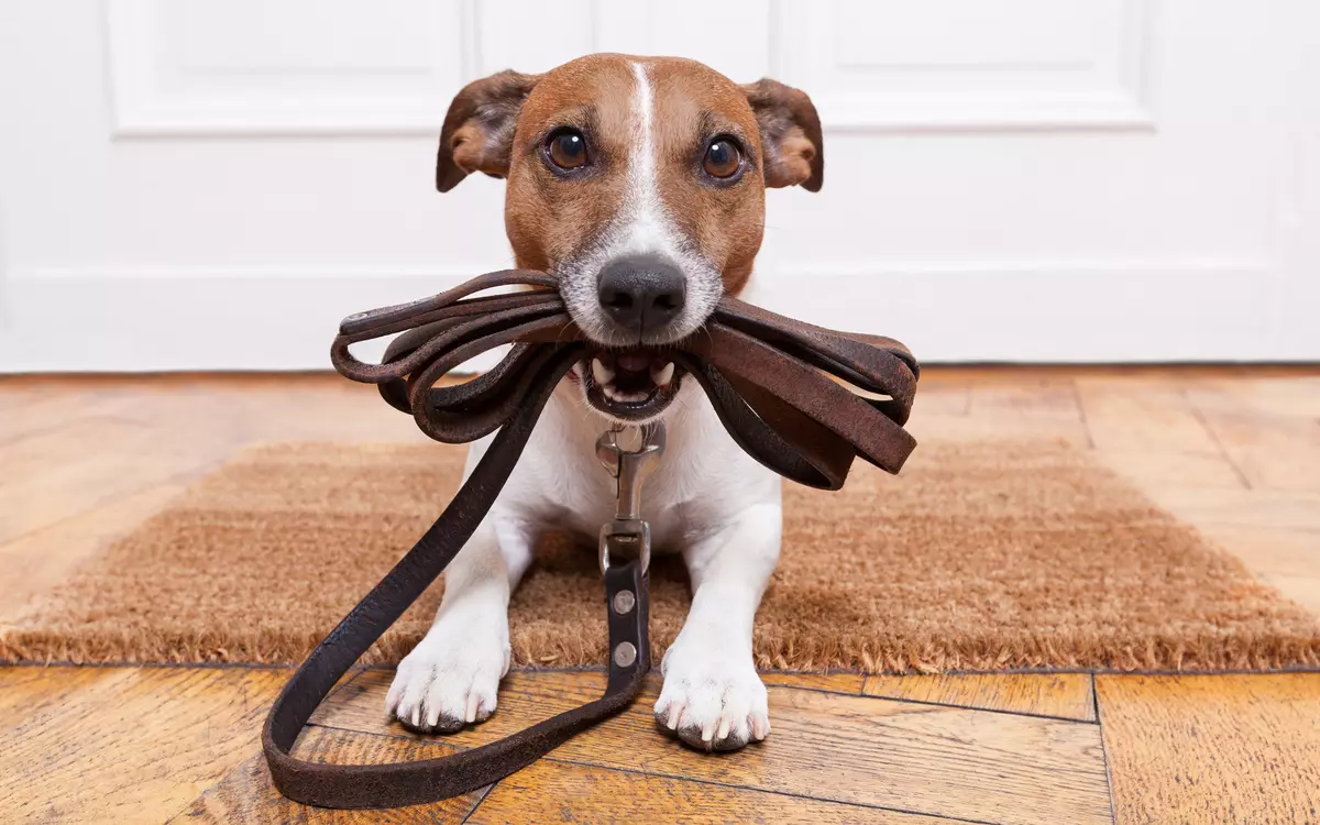 Jack Russell Terrier (66 foto): Deskripsyon nan kwaze a, karakteristik nan nati a nan chen-ti fi ak ti gason. Gwosè ak koulè nan puppies. Pwopriyetè Reviews 23037_30
