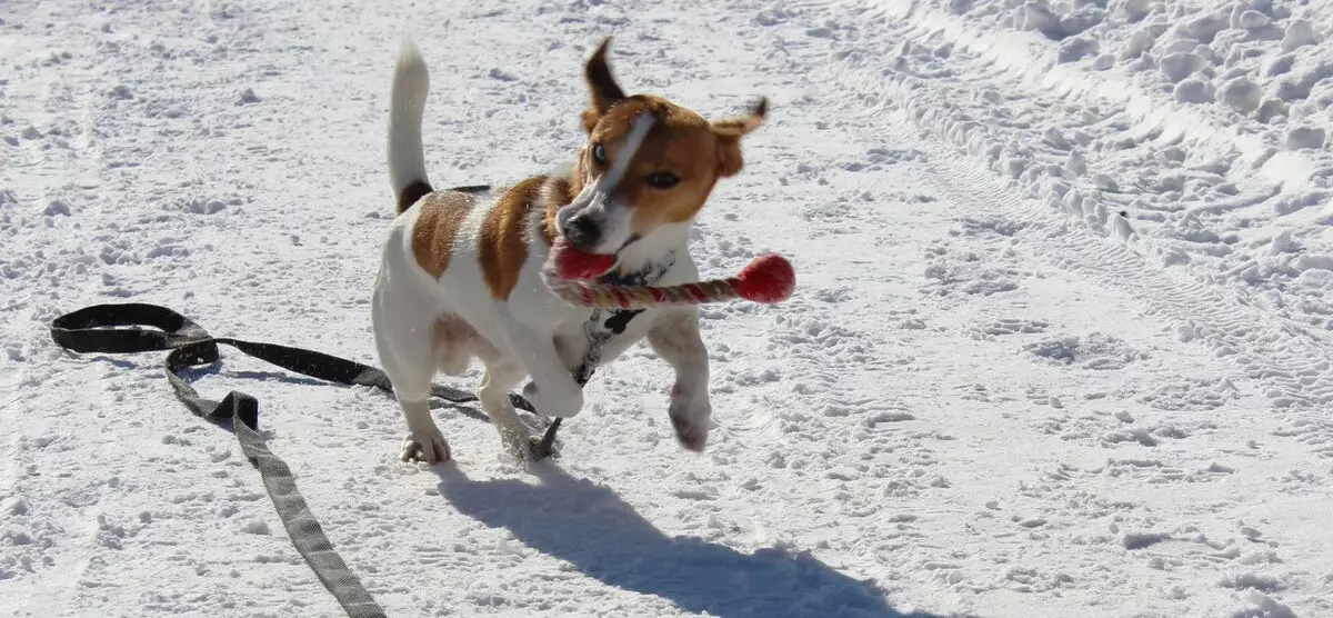 Jack Russell Terrier (66 fotos): Descrición da raza, características da natureza dos cans-nenas e nenos. Tamaños e cores de cachorros. Revisións de propiedade 23037_31