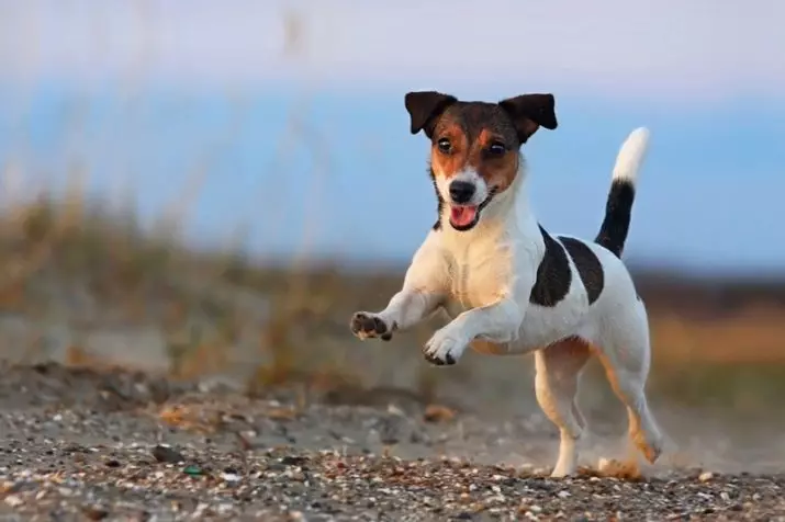 Jack Russell Terrier (66 fotos): Descrição da raça, características da natureza de cães-meninas e meninos. Tamanhos e cores de filhotes. Revisões de propriedade 23037_33
