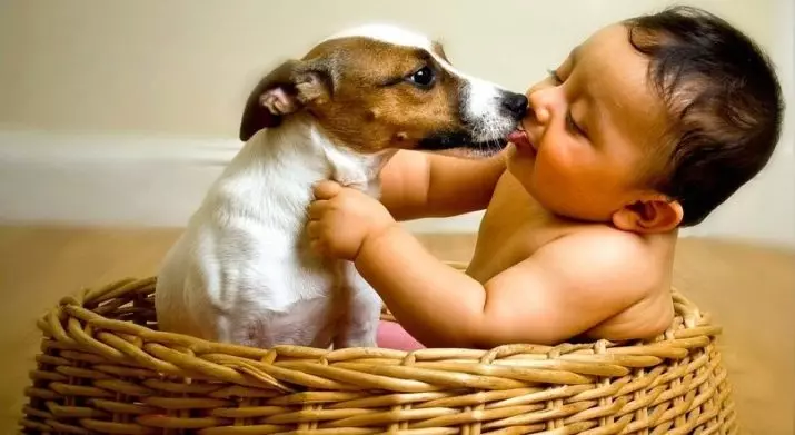 Jack Russell Terrier (66 fotos): Descrición da raza, características da natureza dos cans-nenas e nenos. Tamaños e cores de cachorros. Revisións de propiedade 23037_34