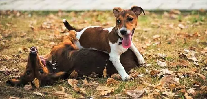 Jack Russell Terrier (66 foto's): Beskriuwing fan it ras, funksjes fan 'e aard fan hûnen-famkes en jonges. Grutte en kleuren fan puppies. Beoordelingen foar eigendom 23037_36