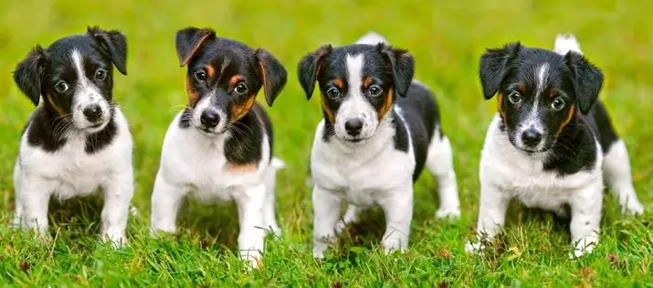Jack Russell Terrier (66 fotos): Descrição da raça, características da natureza de cães-meninas e meninos. Tamanhos e cores de filhotes. Revisões de propriedade 23037_39