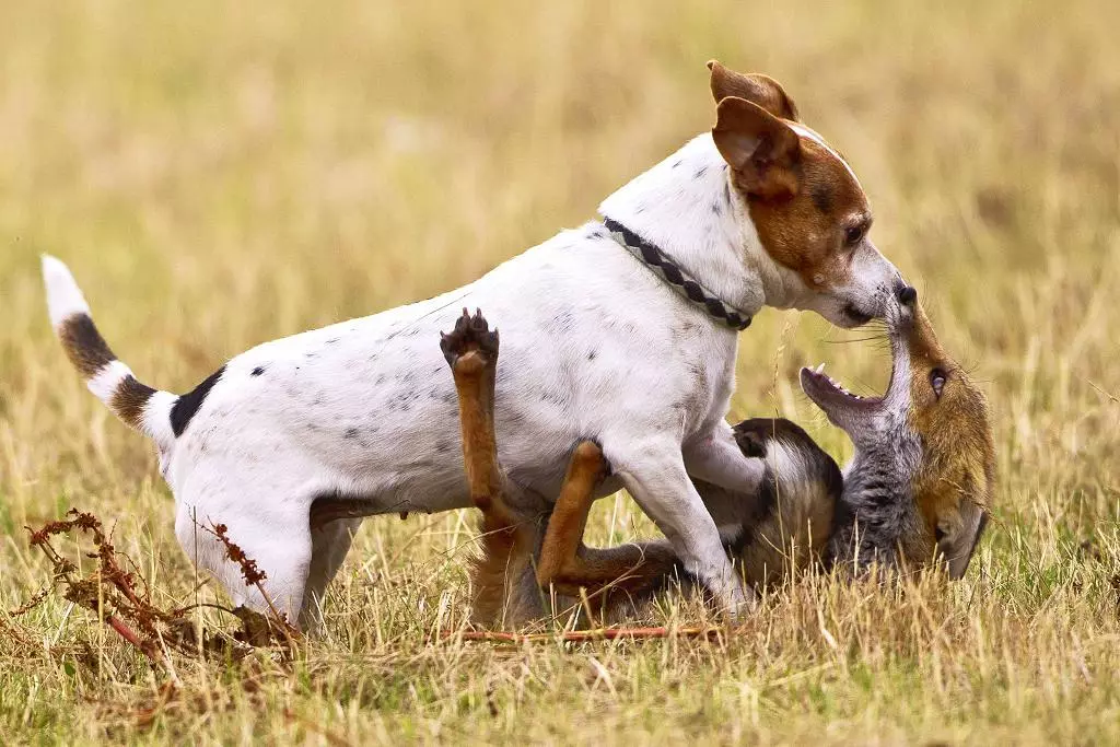 Jack Russell Terrier (66 foto): Deskripsyon nan kwaze a, karakteristik nan nati a nan chen-ti fi ak ti gason. Gwosè ak koulè nan puppies. Pwopriyetè Reviews 23037_4