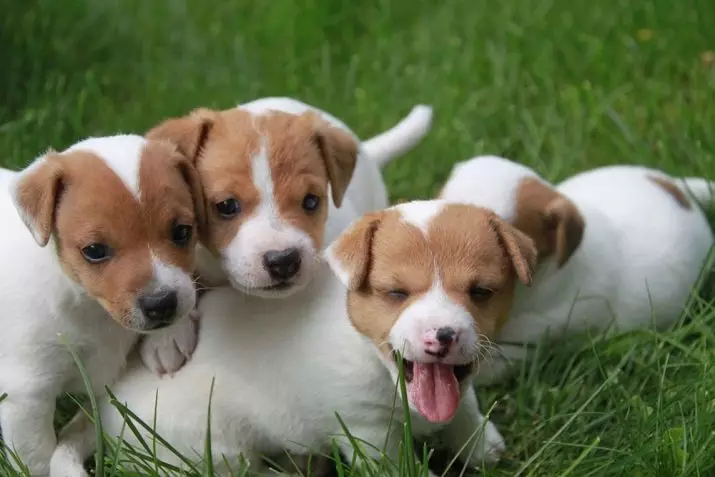 Jack Russell Terrier (66 foto's): Beskriuwing fan it ras, funksjes fan 'e aard fan hûnen-famkes en jonges. Grutte en kleuren fan puppies. Beoordelingen foar eigendom 23037_40