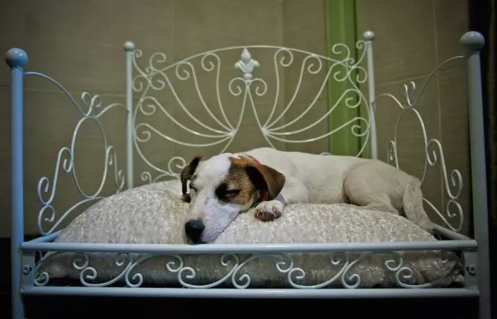 Jack Russell Terrier (66 Fotoğraf): Doğanın tanımı, köpek-kızların ve erkeklerin doğasının özellikleri. Yavruların boyutları ve renkleri. Mülkiyet yorumlar 23037_45