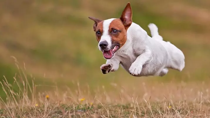 Jack Russell Terrier (66 fotos): Descrición da raza, características da natureza dos cans-nenas e nenos. Tamaños e cores de cachorros. Revisións de propiedade 23037_5