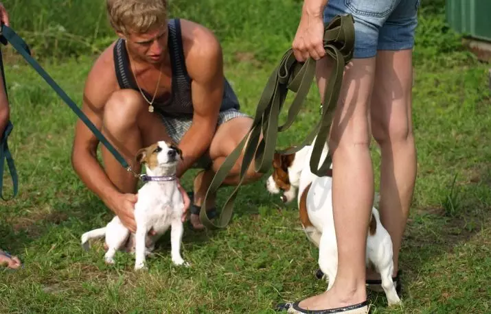 Jack Russell Terrier (66 foto): Deskripsi jenis, fitur sifat anjing-perempuan dan anak laki-laki. Ukuran dan warna anak anjing. Kepemilikan Ulasan 23037_63