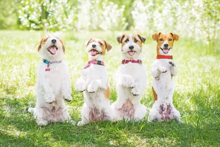 Jack Russell Terrier (66 fotot): tõu kirjeldus, koerte olemuse iseloomud ja poisid. Kutsikate suurused ja värvid. Omandiülevaade 23037_64