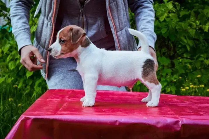 Jack Russell Terrier (66 foto): Deskripsyon nan kwaze a, karakteristik nan nati a nan chen-ti fi ak ti gason. Gwosè ak koulè nan puppies. Pwopriyetè Reviews 23037_66