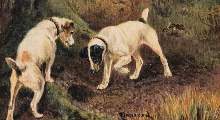 UJack Russell Terrier (izithombe ezingama-66): Ukuchazwa kohlobo, izici zohlobo lwezinja - amantombazane nabafana. Osayizi nemibala yemidlwane. Ukubuyekezwa kobunikazi 23037_9