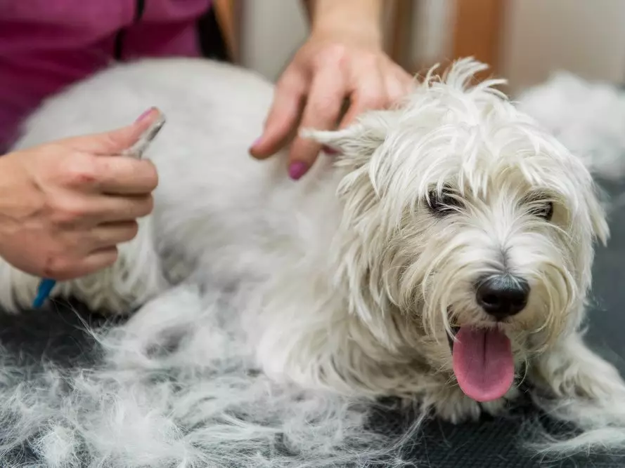 West Highland-White Terrier Haircut (18 kuvaa): leikkausjärjestelmät ja maadoitussäännöt. Ei-standardin riitojen kuvaus 23041_10