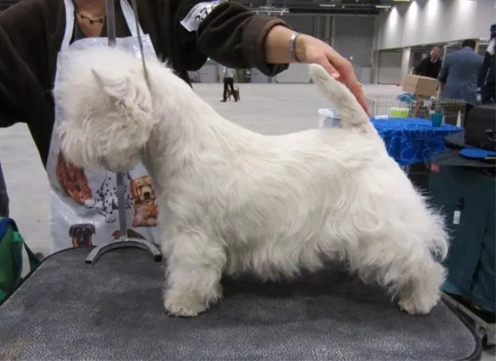 West Highland-White Terrier Haircut (18 kuvaa): leikkausjärjestelmät ja maadoitussäännöt. Ei-standardin riitojen kuvaus 23041_11
