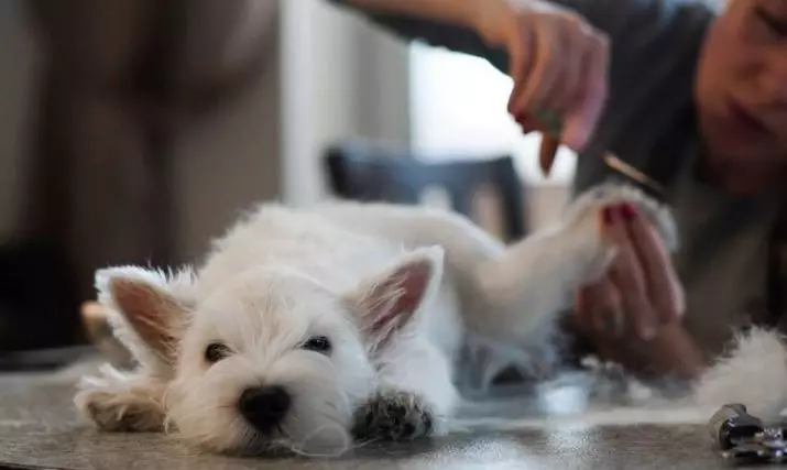 West Highland-White Terrier ဆံပင်ညှပ်ခြင်း (18 ပုံ) - ချုံ့ခြင်းအစီအစဉ်များနှင့်စည်းမျဉ်းစည်းကမ်းများ။ Non- စံမဟုတ်သောပ str ိခြင်းဖော်ပြချက် 23041_12