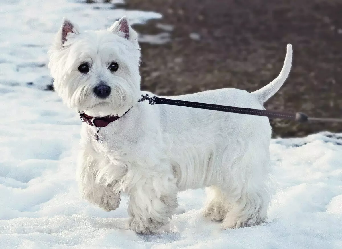 West Highland-Terrier Terrib ທີ່ມີສີຂາວ (ຮູບພາບ 18 ຮູບພາບ): ຕັດແບບຕັດແລະກົດລະບຽບພື້ນຖານ. ລາຍລະອຽດຂອງ Standard Strip Stripife 23041_14