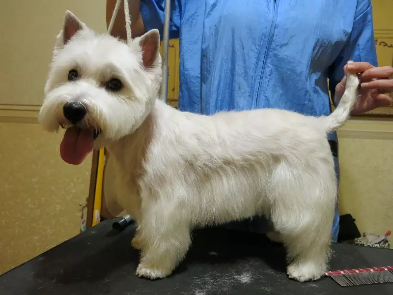 I-West Highland-White Terrier Haircut (izithombe eziyi-18): Izinhlelo zokunciphisa kanye nemithetho ethusayo. Ukuchazwa Kwezinhlanga Ezingejwayelekile 23041_15