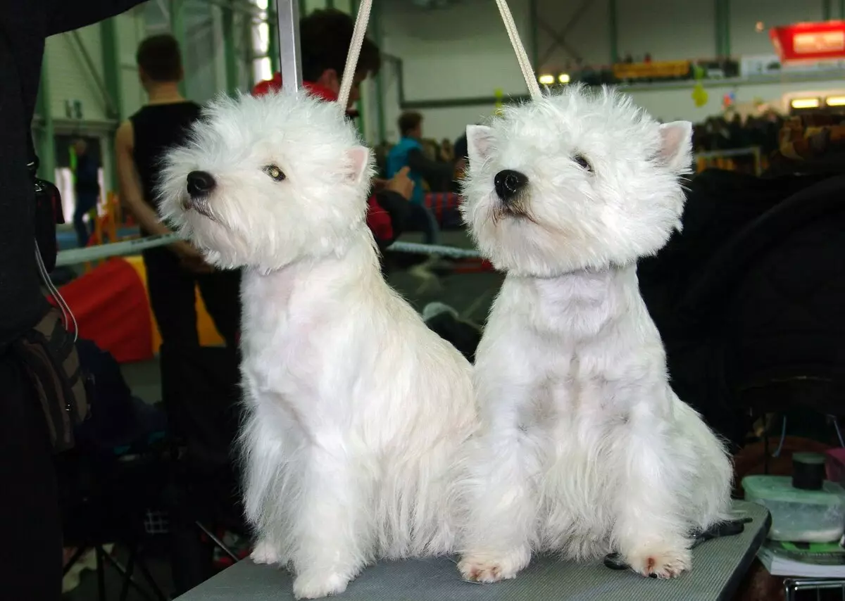 I-West Highland-White Terrier Haircut (izithombe eziyi-18): Izinhlelo zokunciphisa kanye nemithetho ethusayo. Ukuchazwa Kwezinhlanga Ezingejwayelekile 23041_16