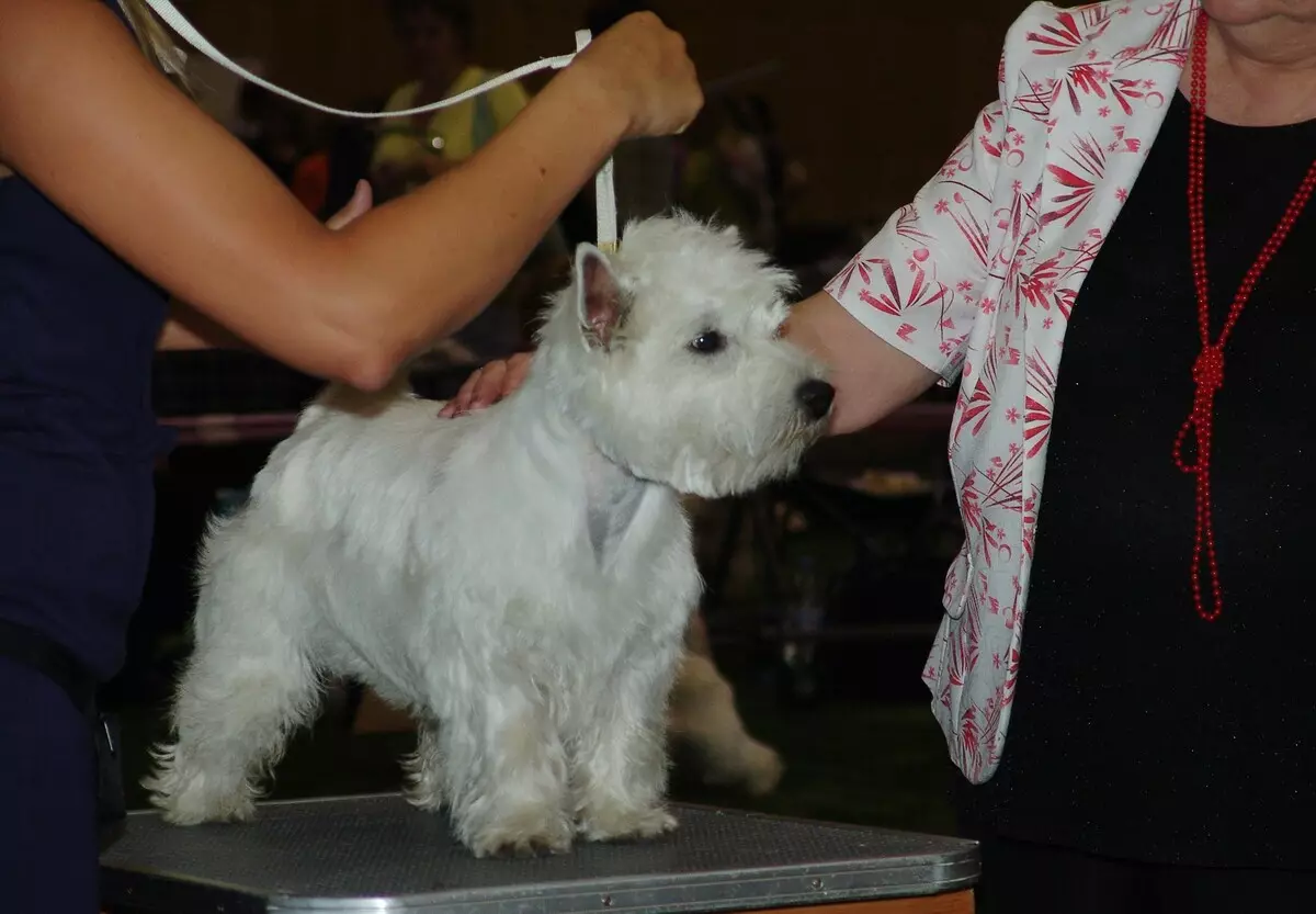 West Highland-White Terrier ဆံပင်ညှပ်ခြင်း (18 ပုံ) - ချုံ့ခြင်းအစီအစဉ်များနှင့်စည်းမျဉ်းစည်းကမ်းများ။ Non- စံမဟုတ်သောပ str ိခြင်းဖော်ပြချက် 23041_17