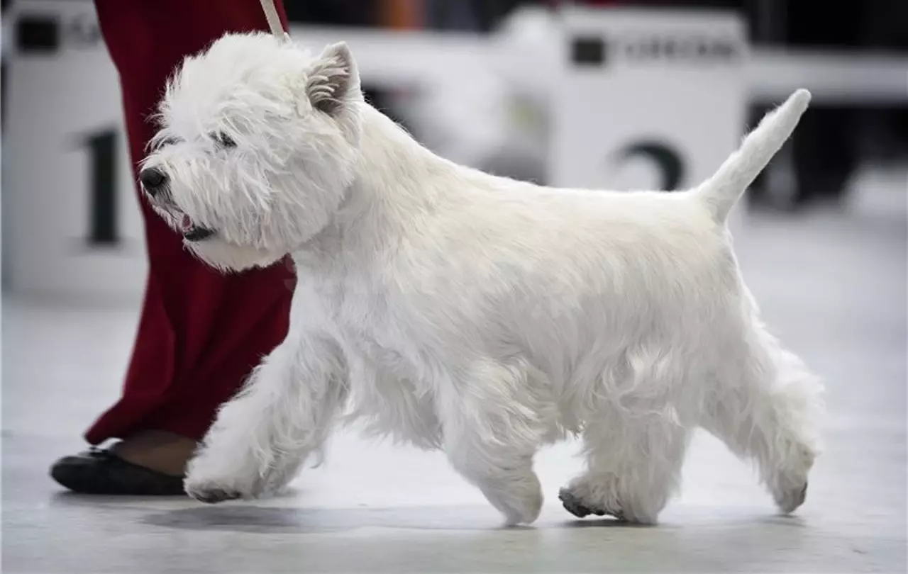 West Highland-White Terrier ဆံပင်ညှပ်ခြင်း (18 ပုံ) - ချုံ့ခြင်းအစီအစဉ်များနှင့်စည်းမျဉ်းစည်းကမ်းများ။ Non- စံမဟုတ်သောပ str ိခြင်းဖော်ပြချက် 23041_18
