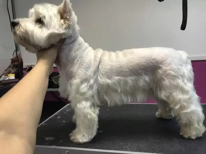 I-West Highland-White Terrier Haircut (izithombe eziyi-18): Izinhlelo zokunciphisa kanye nemithetho ethusayo. Ukuchazwa Kwezinhlanga Ezingejwayelekile 23041_3