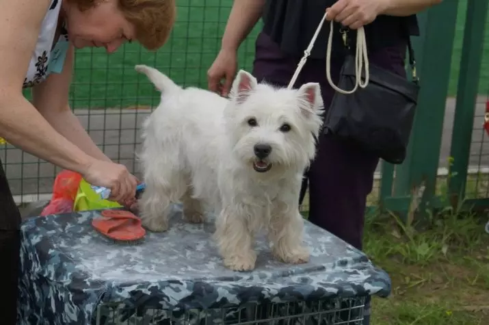 West Highland-White Terrier ဆံပင်ညှပ်ခြင်း (18 ပုံ) - ချုံ့ခြင်းအစီအစဉ်များနှင့်စည်းမျဉ်းစည်းကမ်းများ။ Non- စံမဟုတ်သောပ str ိခြင်းဖော်ပြချက် 23041_4