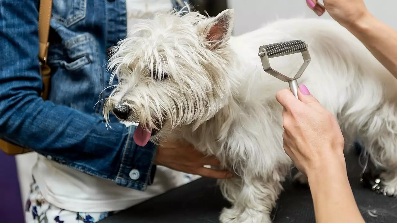 West Highland-White Terrier Haircut (18 kuvaa): leikkausjärjestelmät ja maadoitussäännöt. Ei-standardin riitojen kuvaus 23041_5