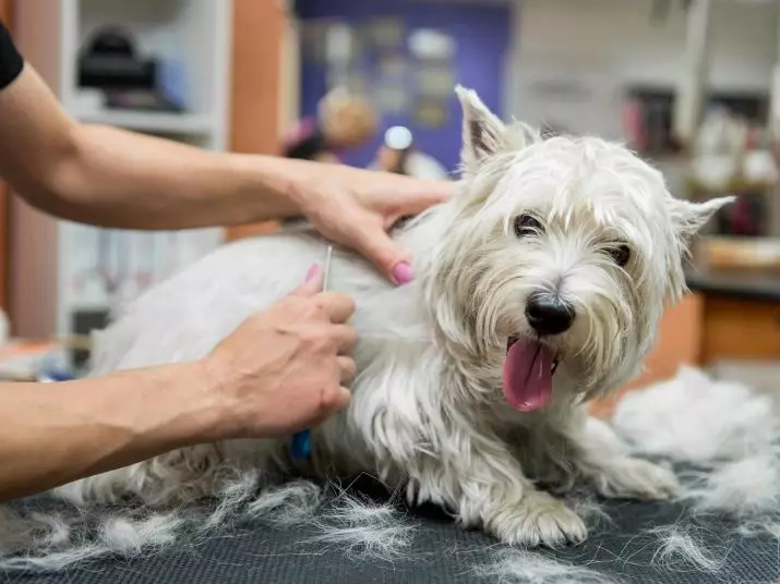 West Highland-White Terrier Haircut (18 kuvaa): leikkausjärjestelmät ja maadoitussäännöt. Ei-standardin riitojen kuvaus 23041_7