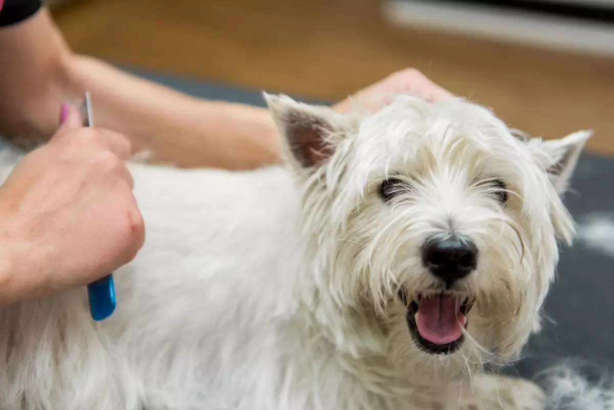 West Highland-White Terrier Haircut (18 foto's): Trimingskemas en grondslagreëls. Beskrywing van nie-standaard twis 23041_8