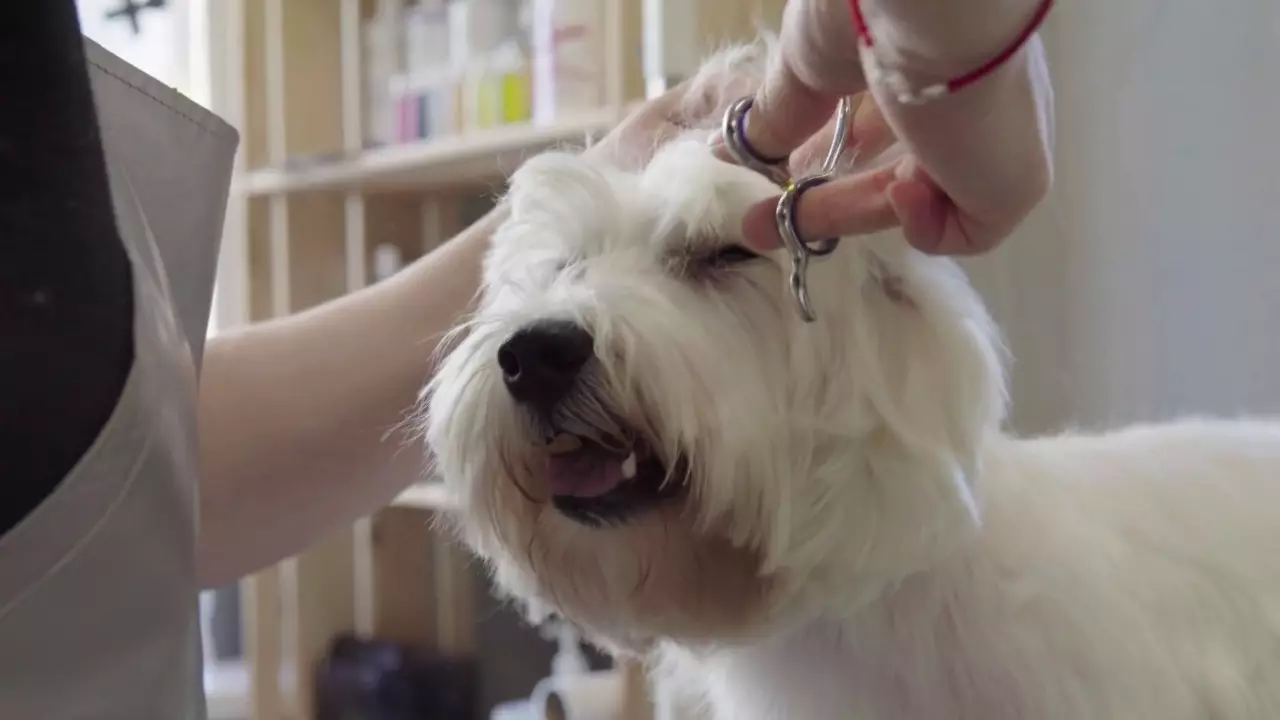 West Highland-White Terrier Haircut (18 foto's): Trimingskemas en grondslagreëls. Beskrywing van nie-standaard twis 23041_9