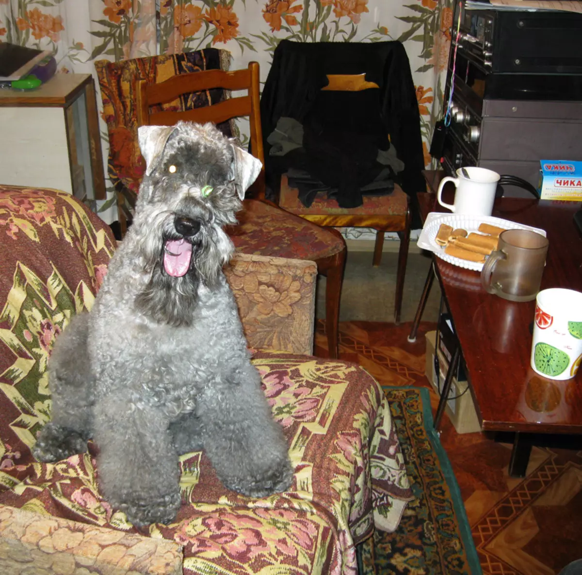 Kerry Blue Terrier (41 foto): Deskripsi Breed. Jenis potongan rambut anjing biru. Isi Puhnkov 23042_13