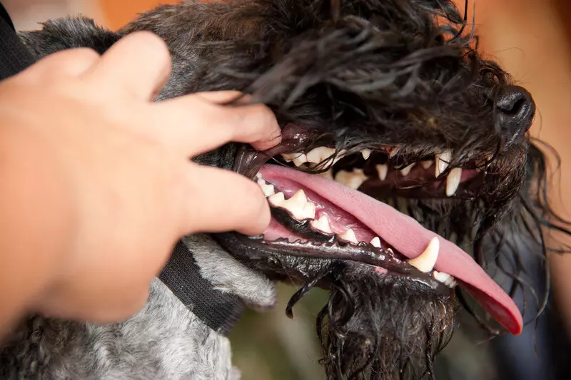 Kerry Blue Terrier (41 Ata): Fua o le Fua. Ituaiga o lauulu o le lanumoana maile. Anotusi o PuhnKov 23042_16