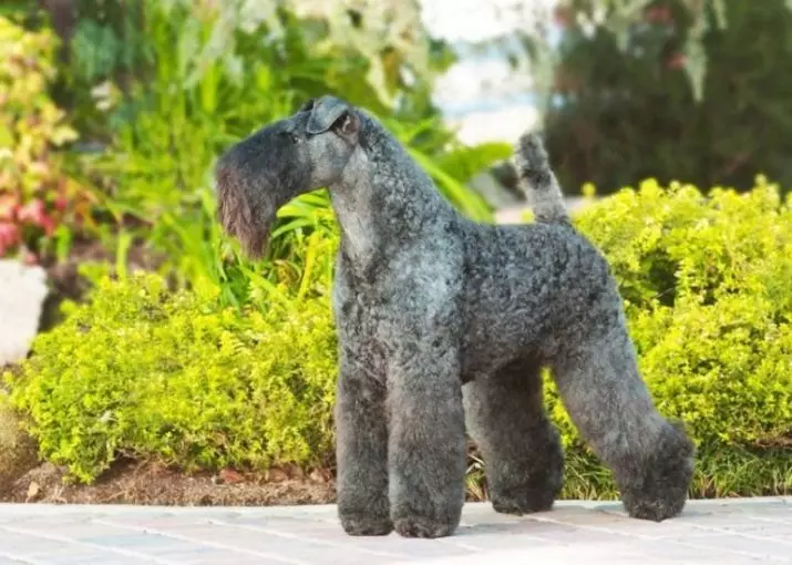 Kerry Blue Terrier (41 foto): Përshkrimi i racave. Llojet e haircuts të qenve blu. Përmbajtja e Puhnkov 23042_2