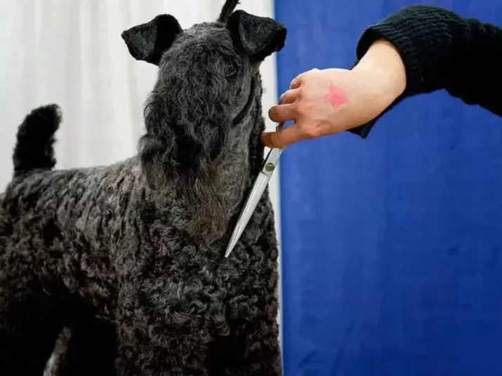 Kerry Blue terjeras (41 nuotraukos): veislės aprašymas. Mėlynų šunų kirpimo tipai. Puhnkov turinys 23042_22
